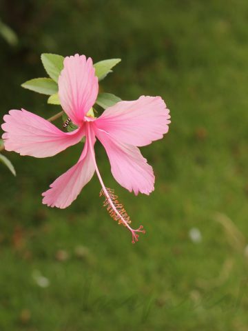 A pink flower is on a green plant.